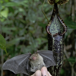 Dr Ulmar Grafe discovered that some bats in Borneo roost inside carnivorous pitcher plants.