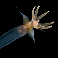 The BBC brings us images from under the arctic ice, where all sorts of creatures lurk, like this sea angel, sea butterflies, sea devils and many more mysterious deep sea organisms.