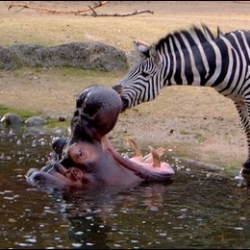 Visitors at the Zurich Zoo witnessed a zebra going nose to nose with an open-mouthed hippopotamus. Apparently it was cleaning the hippo's teeth!