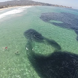 Scripps Institute of Oceanography at UCSD - amazing to see this massive school of anchovies approaching the pier. Great video looking at it from above and within.