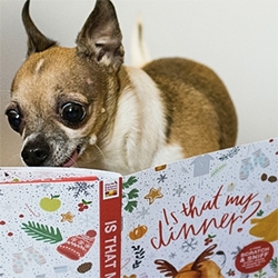 "Is That My Dinner?" - The Honest Kitchen and Red Tettemer O'Connell + Partners make a free scratch and sniff book for your... DOG. 