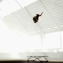 Amazing elephant on a trampoline animated gif will make you smile... and stare...