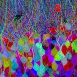 "Brainbow:" Scientists have figured out how to individually color every neuron in the brain to make a brain map.