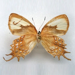 Mimésis, a series of branded butterflies by Sarah Garzoni.