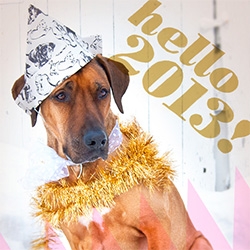 Oscar is in a Bucky (yup, our NOTpuppy!) Wrapping Paper HAT over on Oscar Ate My Muffin! You can also see beautifully illustrated instructions on how to make your own by Natalya Zahn.