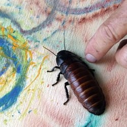 Bug + Paint = Bug Art. Steven Kucher dips each leg of his miniature artists in watercolors, and let's them scurry allover the paper to create these abstract paintings.