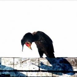 bulimic birds?  all about cormorants.