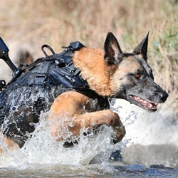 Cairo, the 'bulletproof dog' of the Navy Seals in customized body armor, or 'tactical vests' designed by K9 Storm.