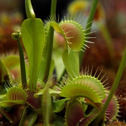 Carnivorous plant nursery, California Carnivores, featured in the New York Times travel section.