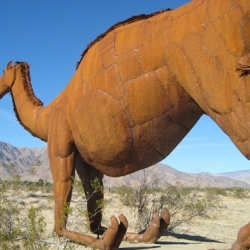 camels appear in the california desert