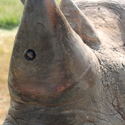 Real-time Anti-Poaching Intelligence Device (RAPID) by Protect, a British nonprofit mean cameras embedded in RHINO HORNS! Interesting new project to help battle poaching (though still damaging horns)