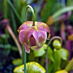 The NYtimes on the lure of carnivorous plants.