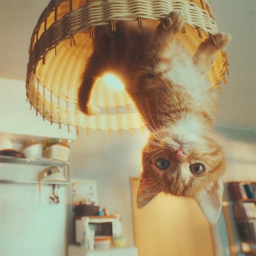 Gravity Cat (and Making-Of) advert by Playstation Japan