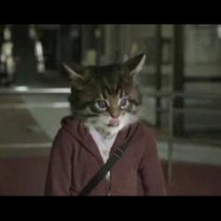 Ninja cats fighting on TV ad for new Toyota Corolla.