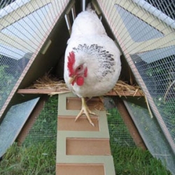ChickenCribs are user-friendly coops with a modern look for urban farmers. Andreas Stavropoulos came up with the idea after spending three summers on an Italian farm. 