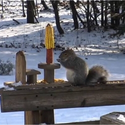 Squirrels + Corn = Video Opportunity. Watch this marvellous time lapse video of a bunch of squirrels attacking their favorite food of the winter - good and healthy corn straight off the cob! And boy, do they tuck in!