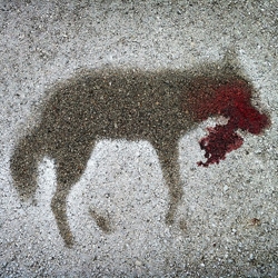 Amazing unedited photo by DJ Menges captures the sad end of a coyote's life in haunting beauty. 