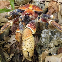 The HUGE robber crabs of Christmas Island that eat coconuts... and their red crab friends... who migrate by the millions each year... across the forest floor, across roads and bridges, and more!