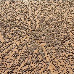 Some crab species burrow homes into sandy beaches.  When large colonies of crabs are active, they can form unintentional but intricate and beautiful patterns.