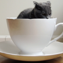 Alice-in-Wonderlandesque Plant Cup big enough for a kitty