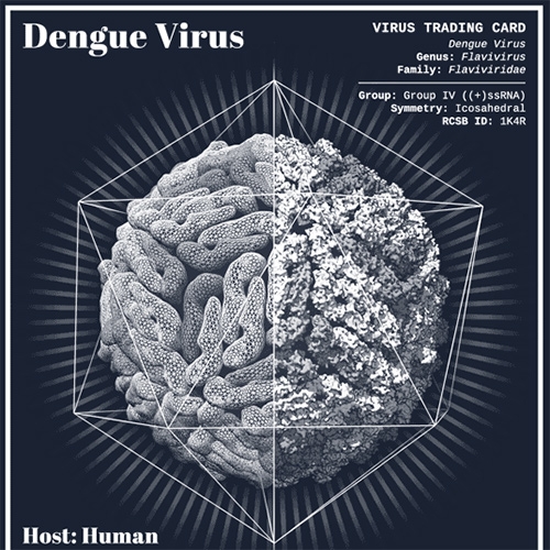 Virus trading cards by Eleanor Lutz! Beautiful 3D animations of the actual structures of different viruses. 