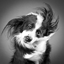 'Shake', a series of photos by photographer Carli Davidson consists portraits of dogs as they shake off water.