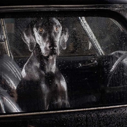 Interview with Martin Usborne, the creator of the powerful Silence of Dogs in Cars photo book. 