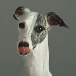 Pedigree presents a couple of spots with dogs in super slow motion. Director Bob Purman used a Phantom camera at 1,000 fps to capture these expressive canines in action. 