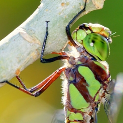 Amazing photographs of bright and colorful insects