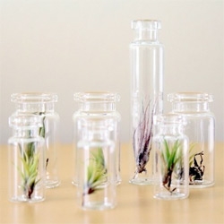 Design*Sponge goes green for 2010 with the most adorable teeny tiny terrariums 