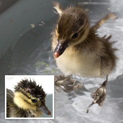 Have you ever seen ducklings swim underwater? Our tiny baby mandarin duckling dives and swims (eyes wide open!) under the water. She also makes a bit of a splash and while water runs off a duck's back, she still get very wet!