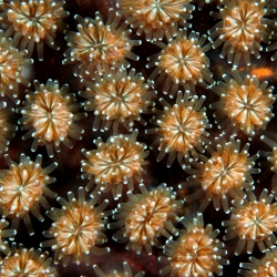 Beautiful closeups of coral by Silvie De Burie.