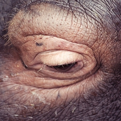 Oscar Ciutat created a stunning photoseries about animals in zoos. It's the amazing depth in the eyes of the animals which makes 'Caged' so wonderful.