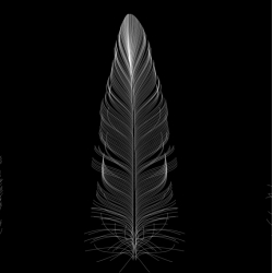 Randomly generated bird feathers combine to describe the underlying logics that build birds' lightweight, insulative, watertight, durable, flight-giving skin. By Phil Seaton.