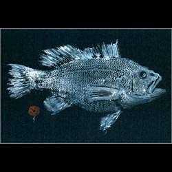 Annie Sessler, from the East End of Long Island, makes fish prints-  impressions of sea life, mostly on vintage textiles, for which she uses fish themselves like rubber stamps or wood blocks.