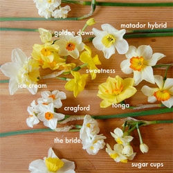 I had no idea there were so many types of Daffodils! Beautiful look at many possibilities from Design*Sponge