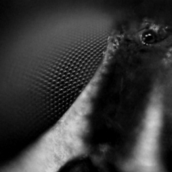 'To a Fly', a short experimental video/sound design work from Sam Spreckley.  The simplest can be much more complex and dynamic than at first thought!
