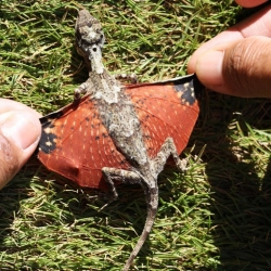An insanely cool species of gliding lizard in Indonesia looks like a (tiny) flying dragon!