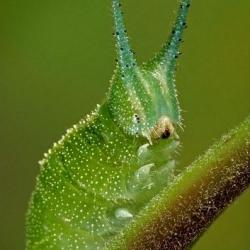 super close up insects - some really impressive pics here.