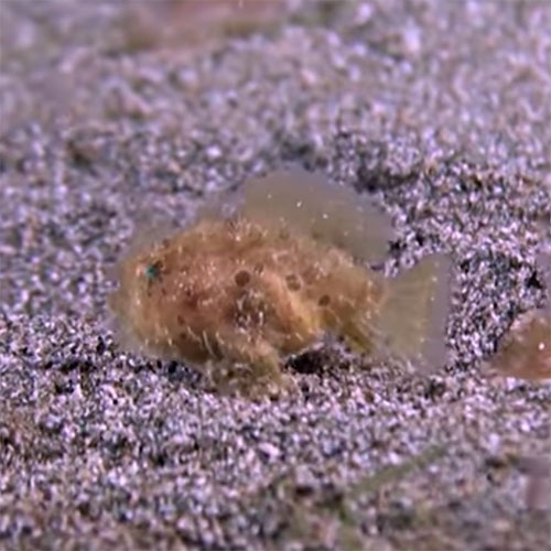 Frog fish! Zefrank is back with an episode of True Facts all about NOTCOT's favorite little dive buddies Frog Fish!