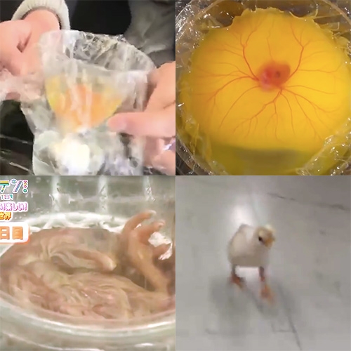 Hatching chicken eggs outside of their shell! Japanese students manage to hatch them in clear cups with saran wrap allowing you to see all of the development stages clearly.