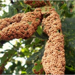 Galls - some are hideous and some strangely beautiful but they leave the plant looking as if it has been invaded by miniature aliens.  Take a look at the weirdness of the plant gall.