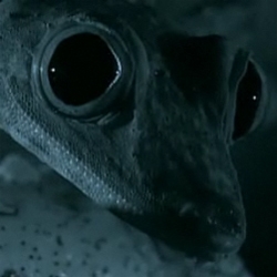 The BBC's rare footage of a Malagasy giant leaf gecko hunting at  night.