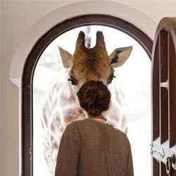 Giraffe Manor in Nairobi offers an unparalleled experience, with the giraffes vying for your attention at the breakfast table, the front door and even your bedroom window. 