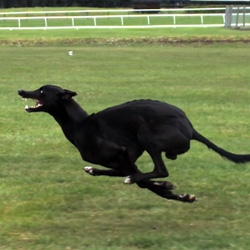 Cheetah vs Greyhound - World's Fastest Dog In Super Slow Motion by Earth Unplugged, films these extremely fast animals with high speed cameras, breaks down their movements, and how they achieve such speed. 