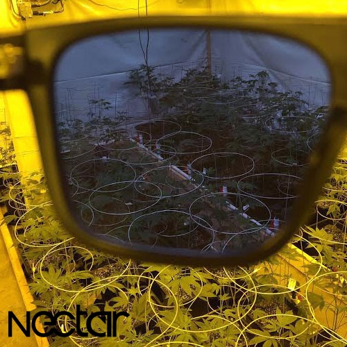 Grow Room Glasses by Nectar - the perfect 4-20 launch. Nectar trimma lenses are made to provide optimized color and clarity when operating under HPS lighting indoors. Prevent ocular damage and yield more harvest.