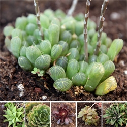 Succulents Part II! Amazing patterns, colors, and details ~ here is another batch of different succulents freshly acquired and planted!