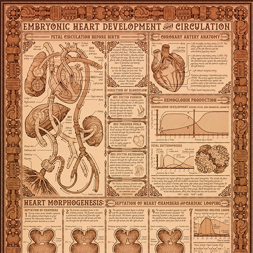 "How to Build a Human Heart" is a scientifically accurate steampunk poster designed by Eleanor Lutz.