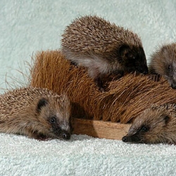 Orphaned hedgehogs adopt cleaning brush as their mother