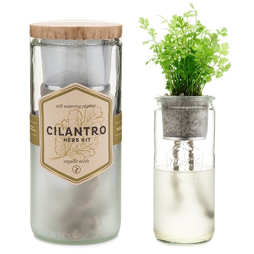 Modern Sprout Eco Planters - self-watering herb kits in weck jars with organic seeds. 
